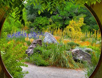 Trees and plants in forest