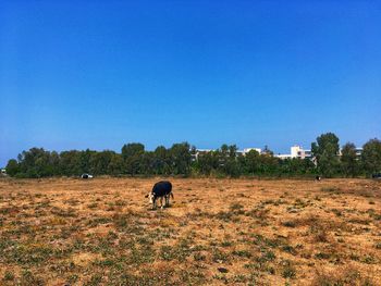 Horse grazing on field against clear blue sky