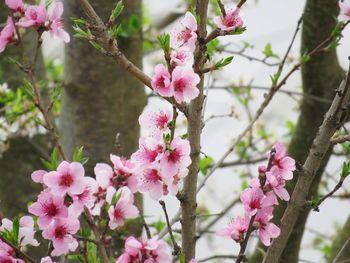 Close-up of pink cherry blossoms in spring