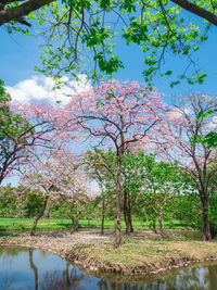 Scenic view of flowering trees by plants against sky