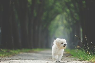 White dog on grass