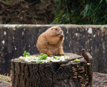 Squirrel on tree stump