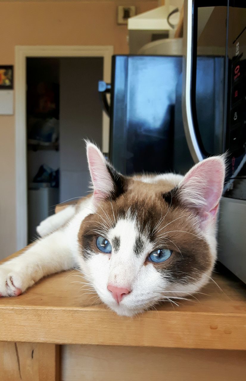 domestic, pets, mammal, domestic animals, animal themes, one animal, animal, cat, domestic cat, vertebrate, feline, looking at camera, portrait, indoors, focus on foreground, close-up, no people, relaxation, day, whisker, animal head, animal eye