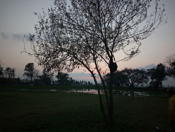 Tree on field against sky at sunset