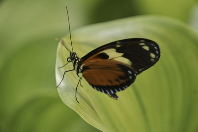 Close-up of butterfly perching on leaf