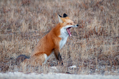 Side view of fox yawning on field 