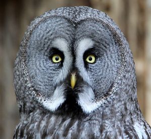 Close-up portrait of owl