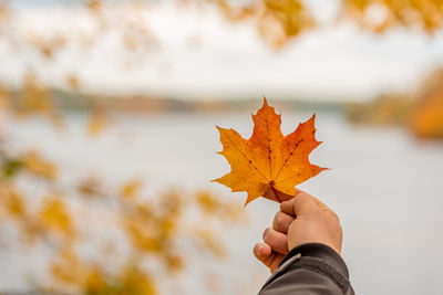 Person holding maple leaf during autumn