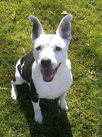 Dog standing on grassy field