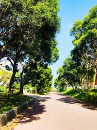 Road amidst trees against sky