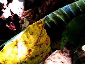 Close-up of yellow leaf