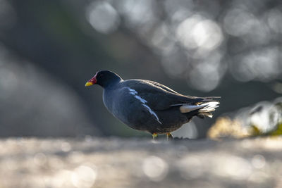 Close-up of bird perching