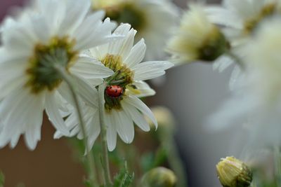 Close-up of insect pollinating on fresh flower