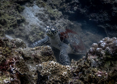 View of turtle in sea