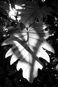 Close-up of leaves