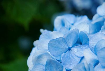 Close-up of flowers blooming outdoors