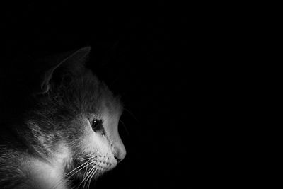 Close-up of cat against black background