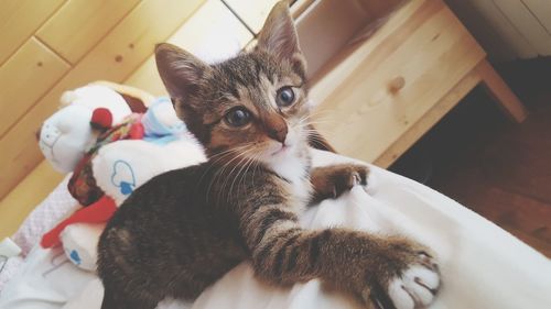 Close-up of kitten on carpet