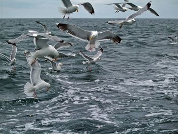 Seagulls flying over sea