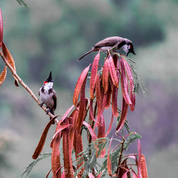 Close-up of bird perching on flower