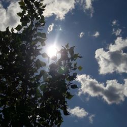 Low angle view of trees against sky