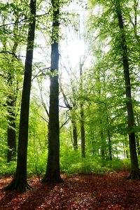 Trees in forest
