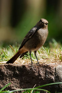 Close-up of bird perching on a land