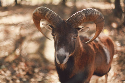 Portrait of mouflon standing at forest