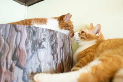 Cat sleeping in a home
