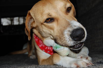 Close-up portrait of dog