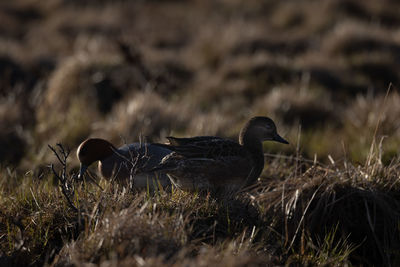 Close-up of birds on field