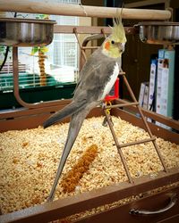 Close-up of bird perching on floor