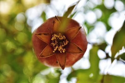 Close-up of orange rose on leaves