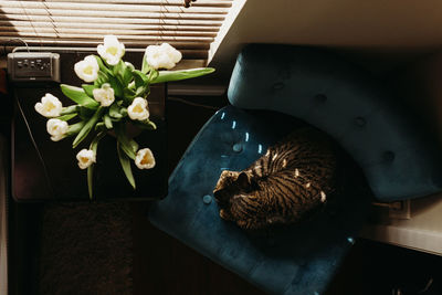 Overhead view of cat resting on chair by window at home