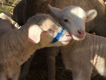 Close-up of sheep