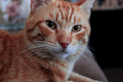 Close-up portrait of cat