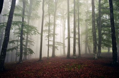 Trees in forest during autumn