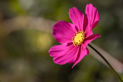 Close-up of pink cosmos flower