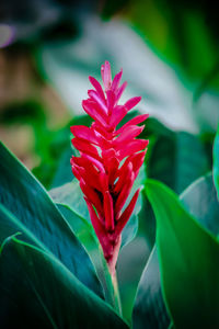 Close-up of red flowering plant