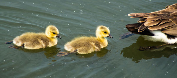 Ducks in a lake