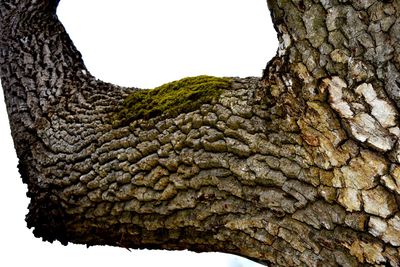 Low angle view of tree against sky