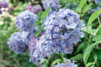 Close-up of purple hydrangea flowers