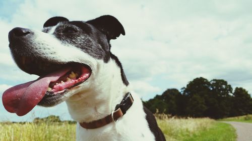 Close-up of dog sticking out tongue against sky