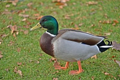 Close-up of mallard duck on grass