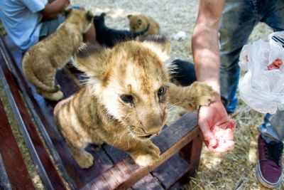 Low section of man feeding lion cub on bench at zoo