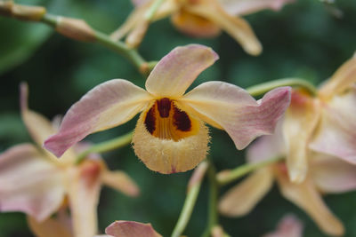 Close-up of orchids blooming outdoors