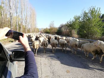 View of horse on the road