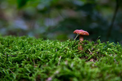 Small mushroom in moss