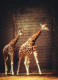 View of two zebras