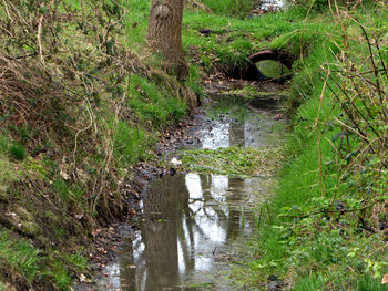 Scenic view of forest